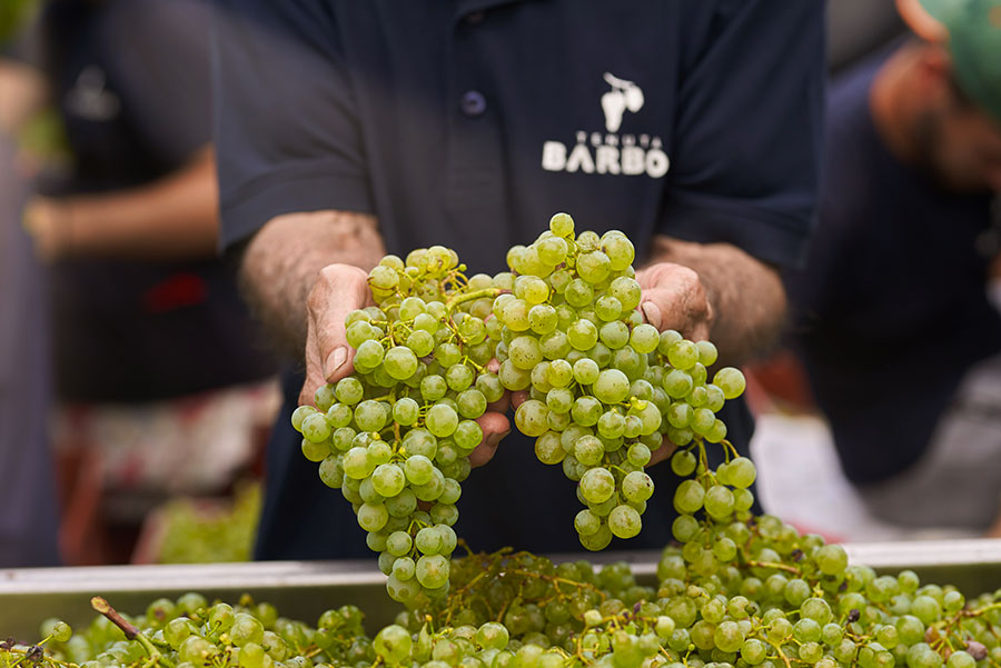 TENUTA BARBON ZERO,O —  italian bubbles of pure elegance (0.0%)