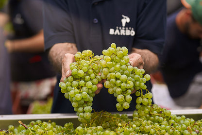 TENUTA BARBON ZERO,O —  italian bubbles of pure elegance (0.0%)